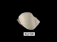 藏品(紫口珊瑚螺)的圖片